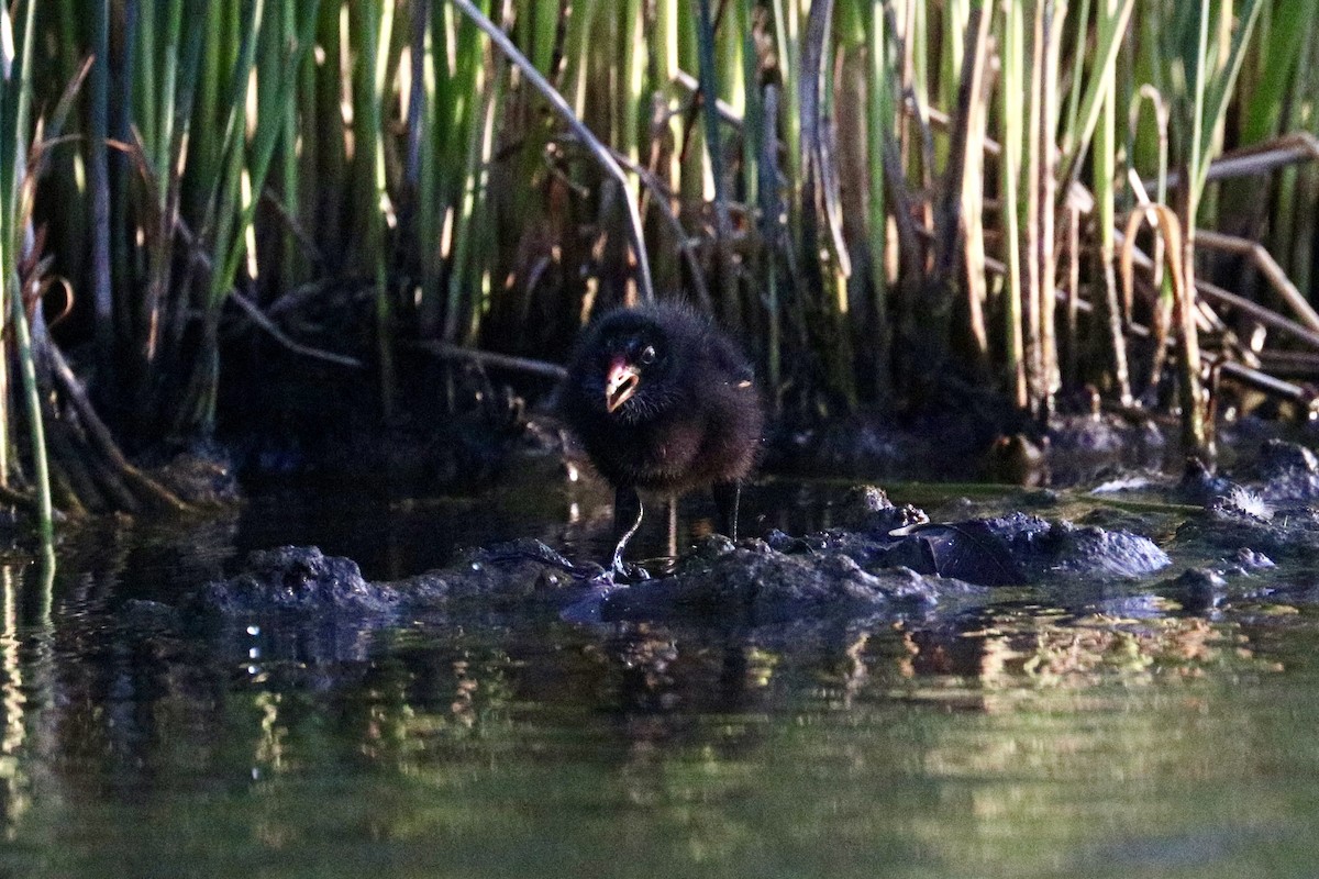 Dusky Moorhen - ML647508141
