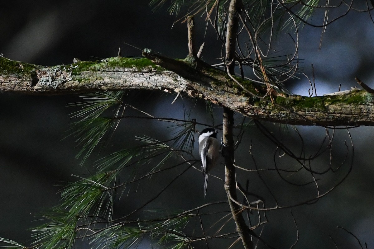 Black-capped Chickadee - ML647508143