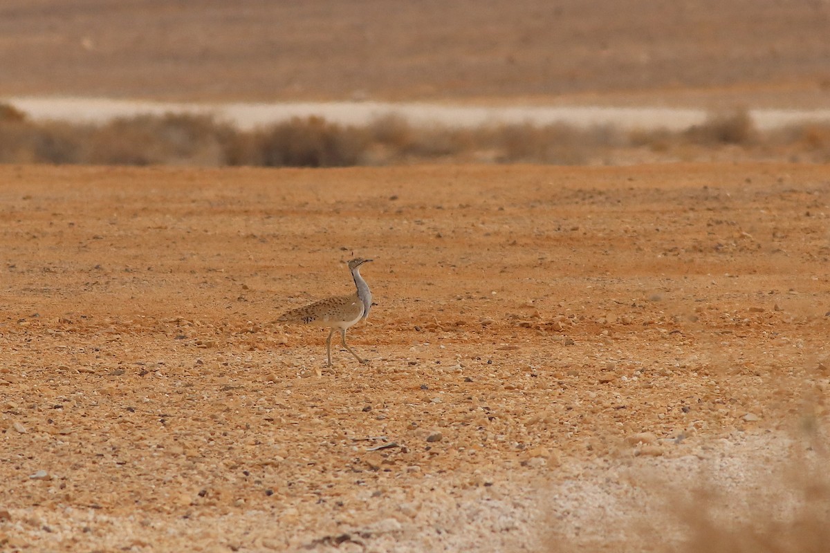 Asian Houbara - ML647508144