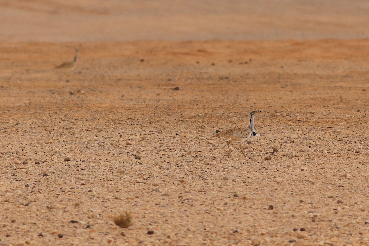 Asian Houbara - ML647508145
