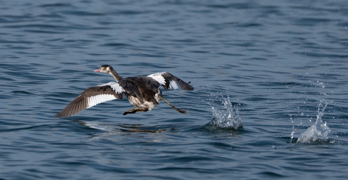 Great Crested Grebe - ML647508146