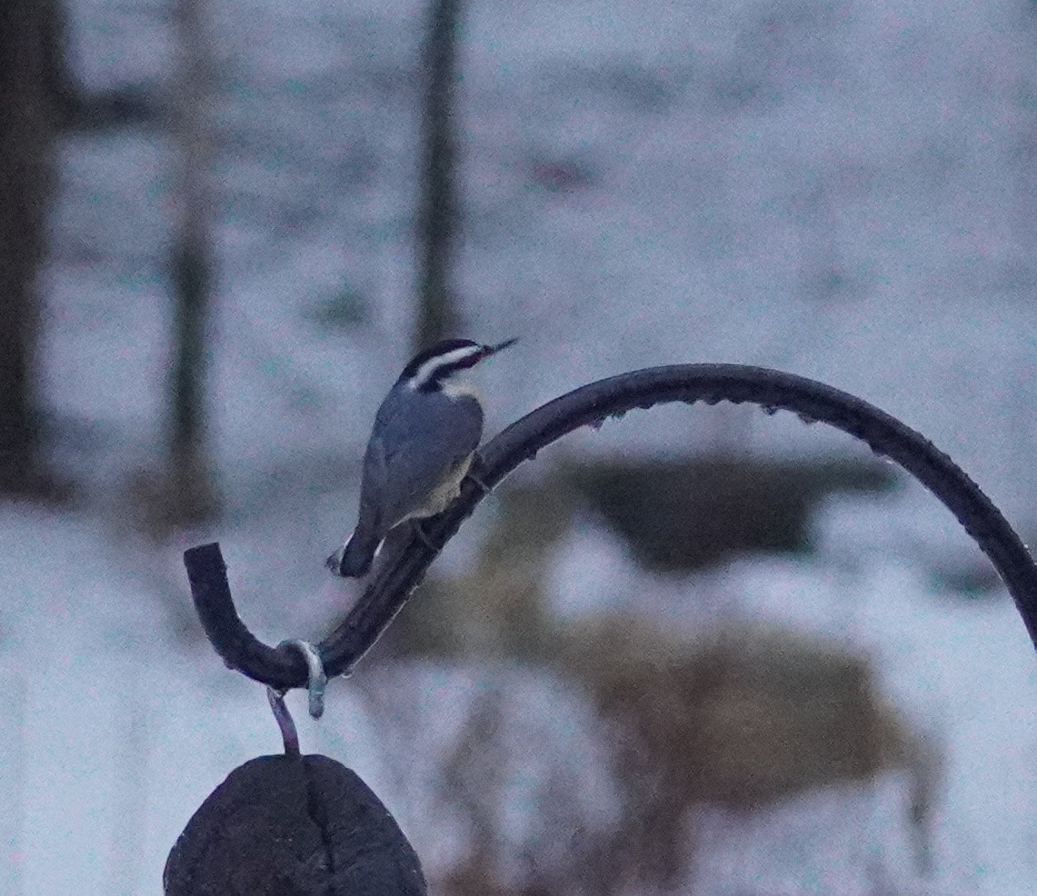 White-breasted Nuthatch - ML647508147
