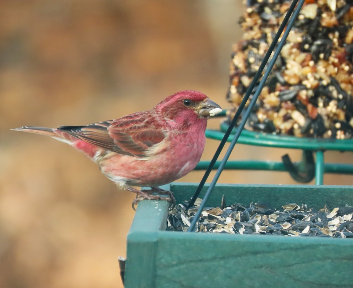 Purple Finch - ML647508148