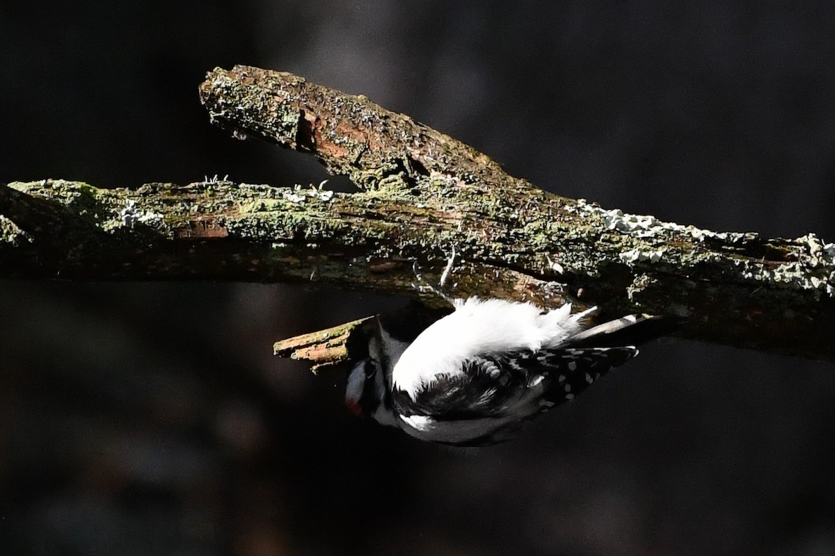 Downy Woodpecker - ML647508149