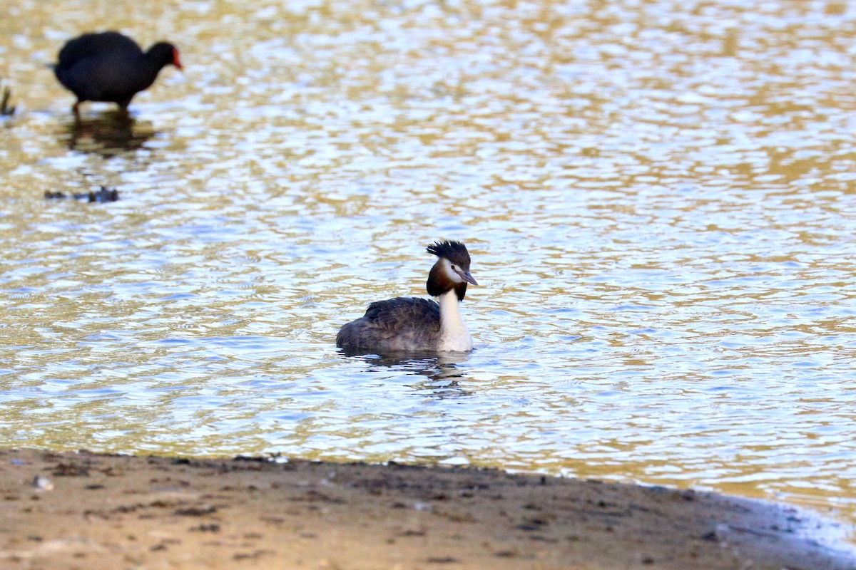 Great Crested Grebe - ML647508150