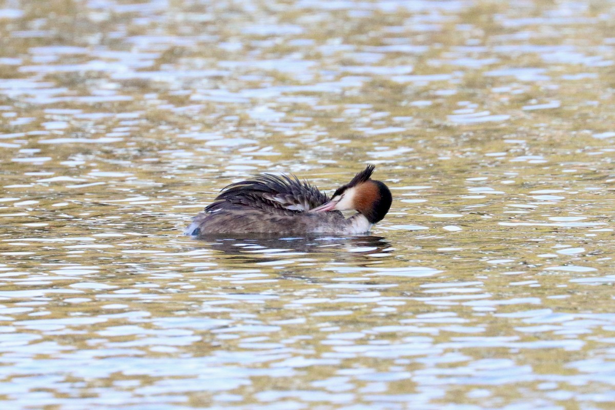 Great Crested Grebe - ML647508151