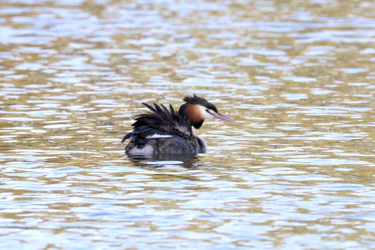 Great Crested Grebe - ML647508152