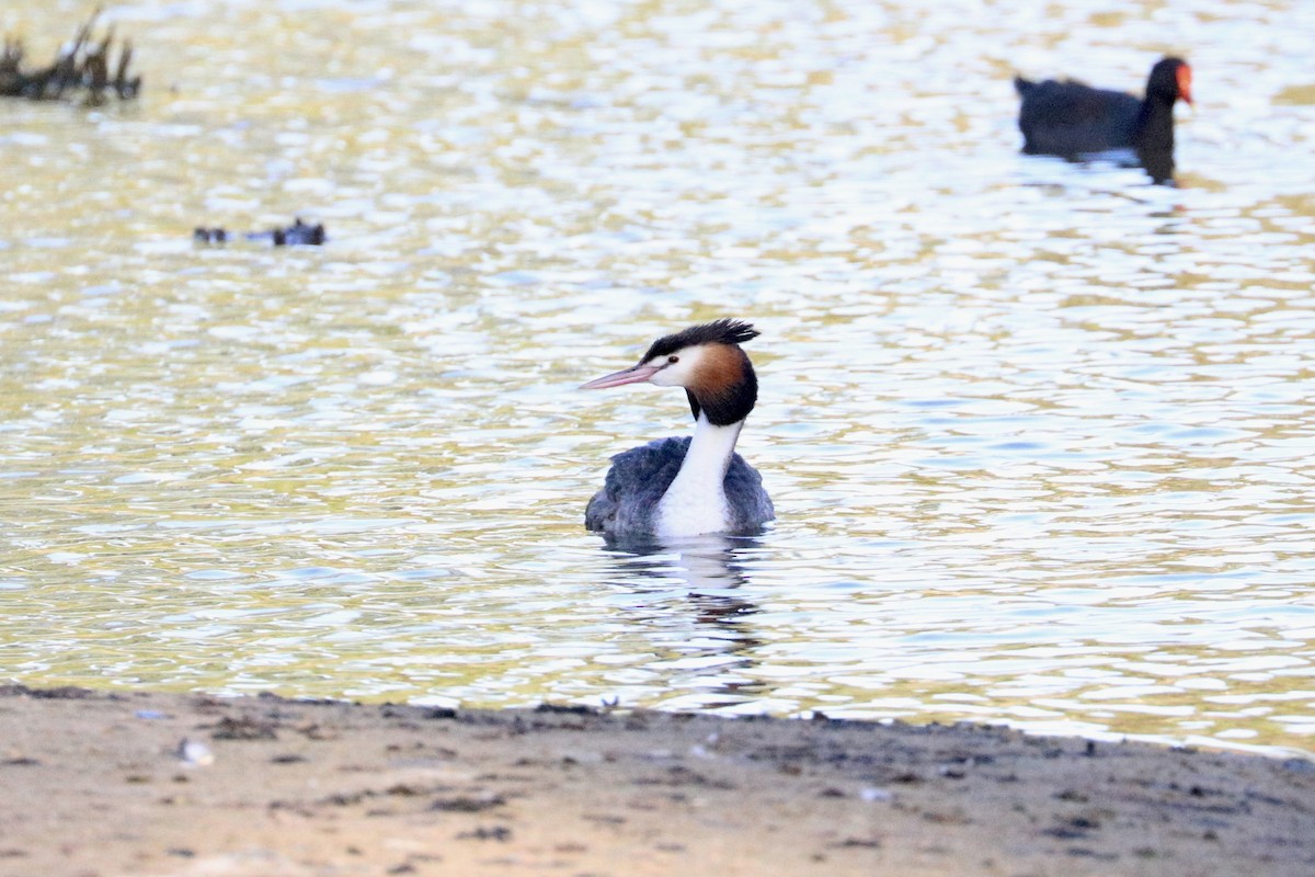 Great Crested Grebe - ML647508153