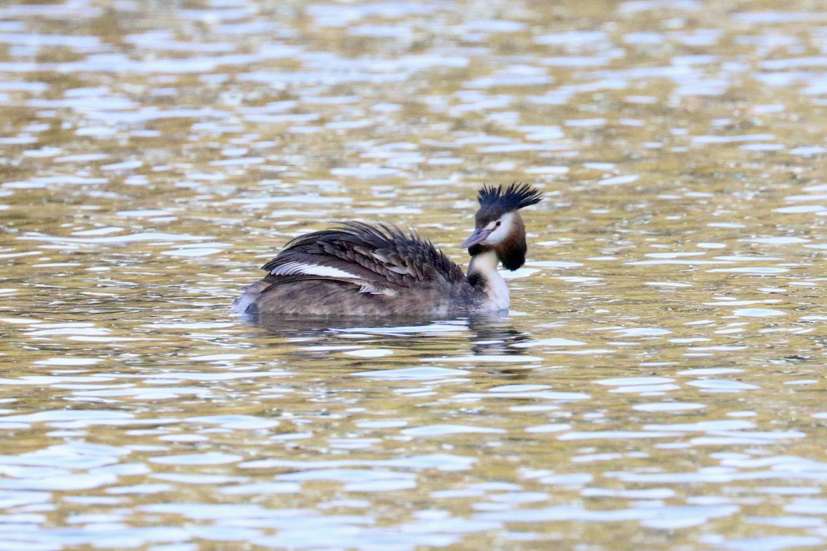 Great Crested Grebe - ML647508154