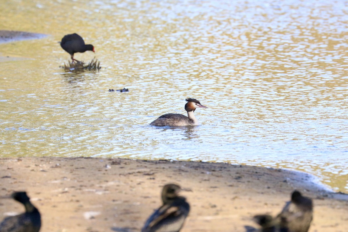 Great Crested Grebe - ML647508155