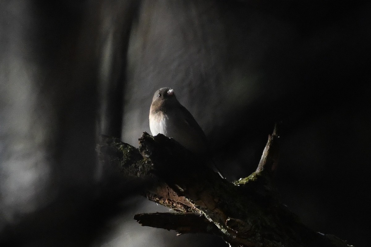 Dark-eyed Junco - ML647508158