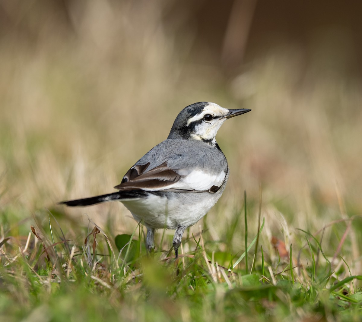 White Wagtail - ML647508159