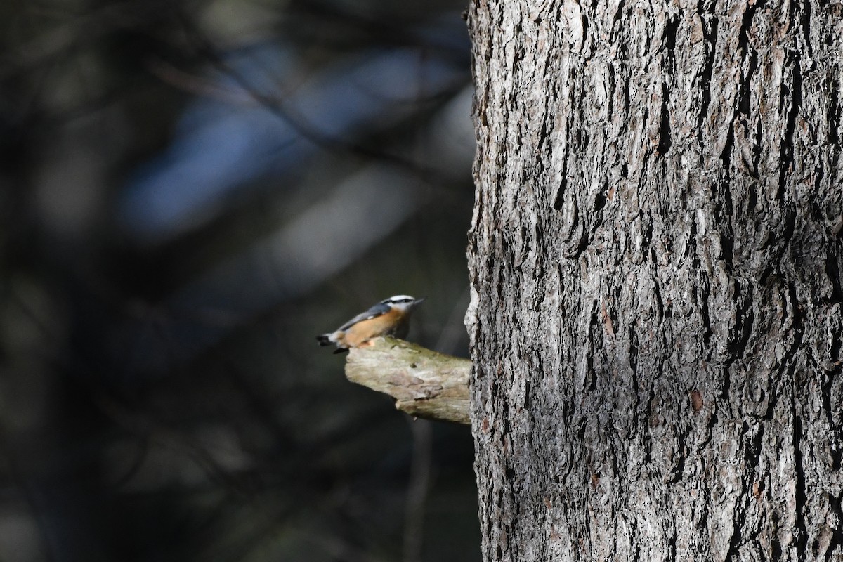 Red-breasted Nuthatch - ML647508161