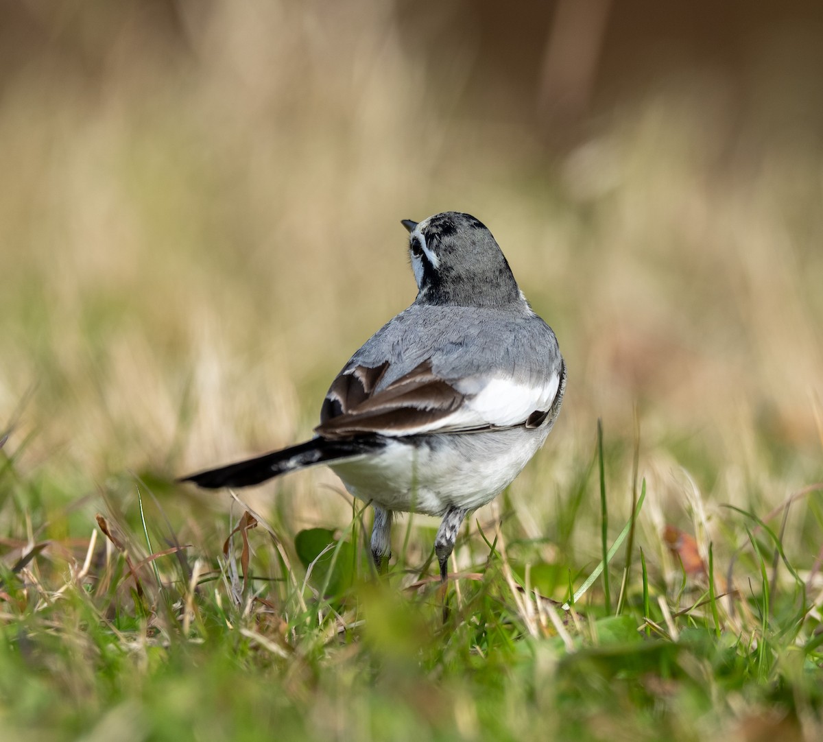 White Wagtail - ML647508162