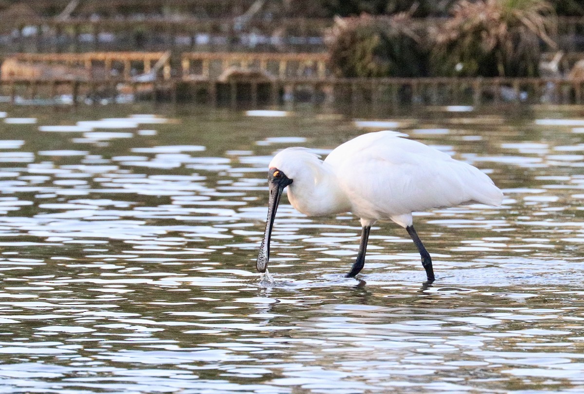 Royal Spoonbill - ML647508164