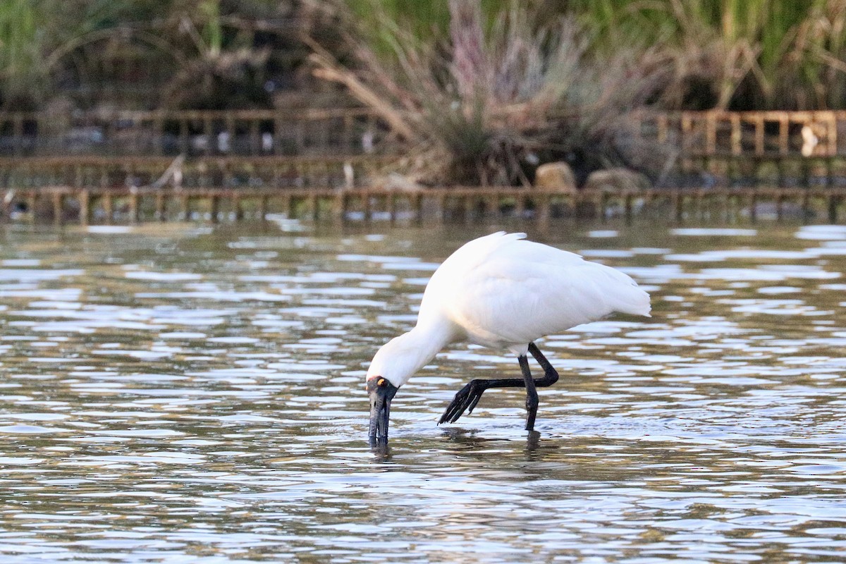 Royal Spoonbill - ML647508165