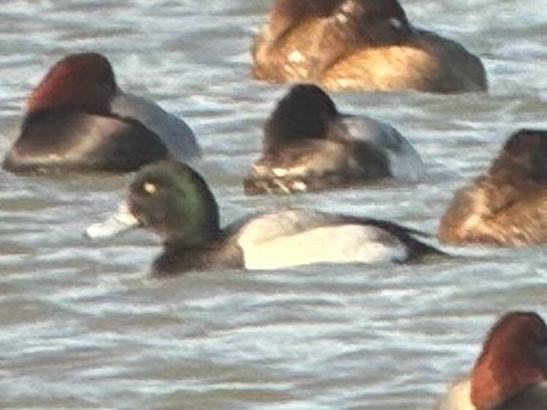Greater Scaup - ML647508166