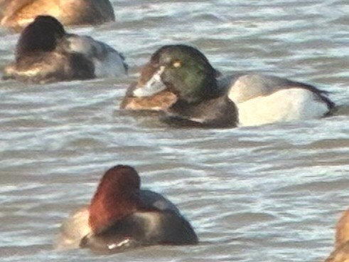 Greater Scaup - ML647508167