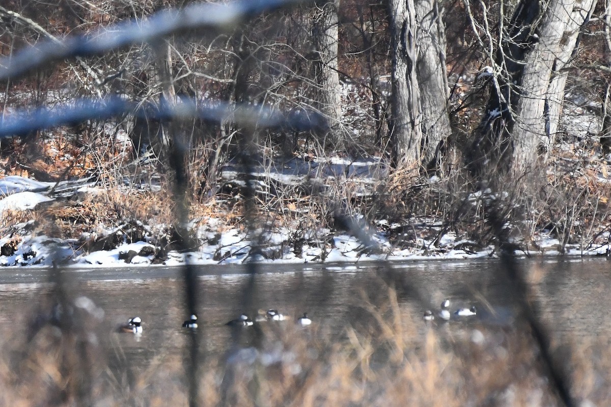 Hooded Merganser - ML647508168