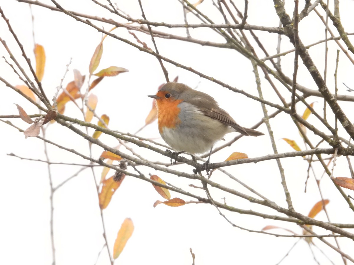 European Robin - ML647508169