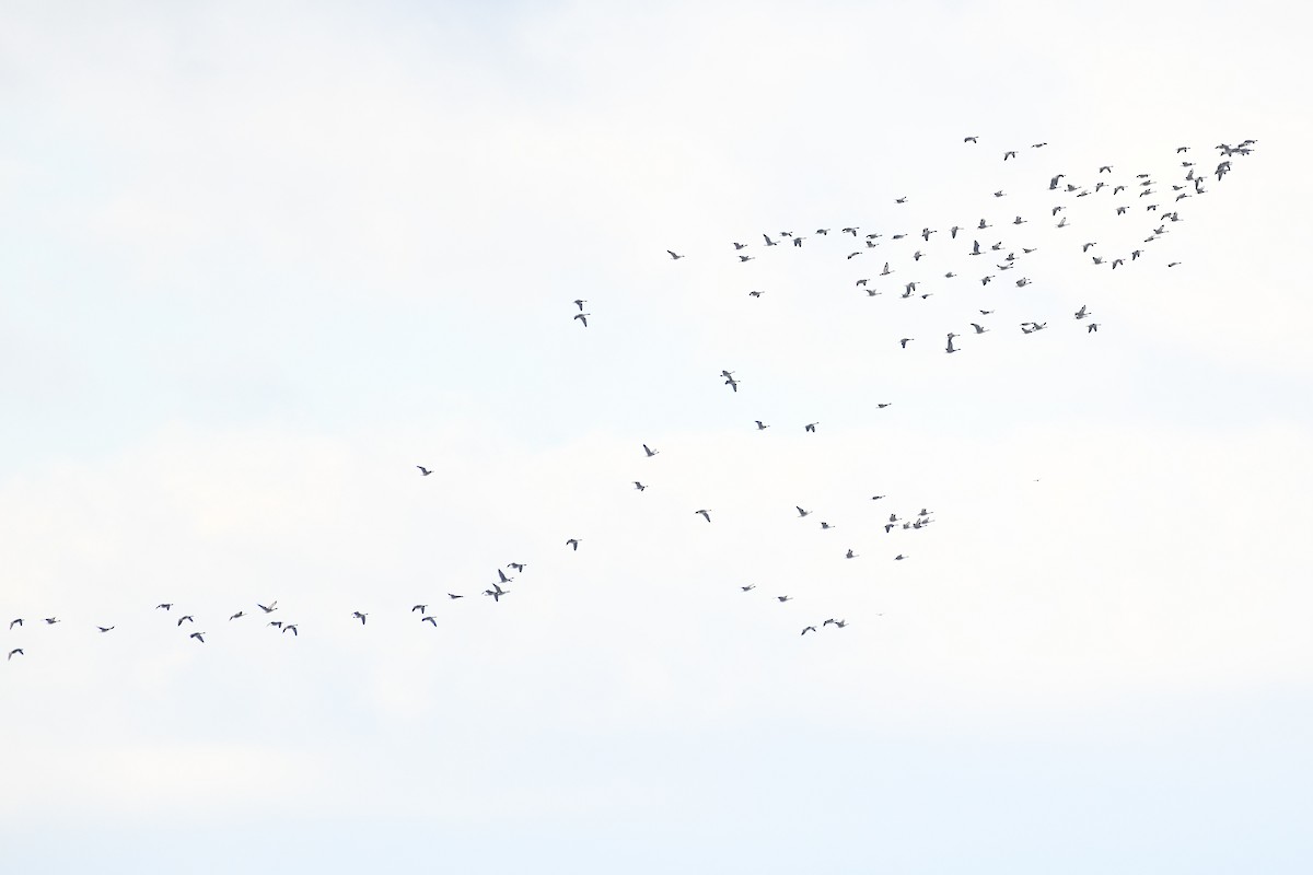 Canada Goose - ML647508170