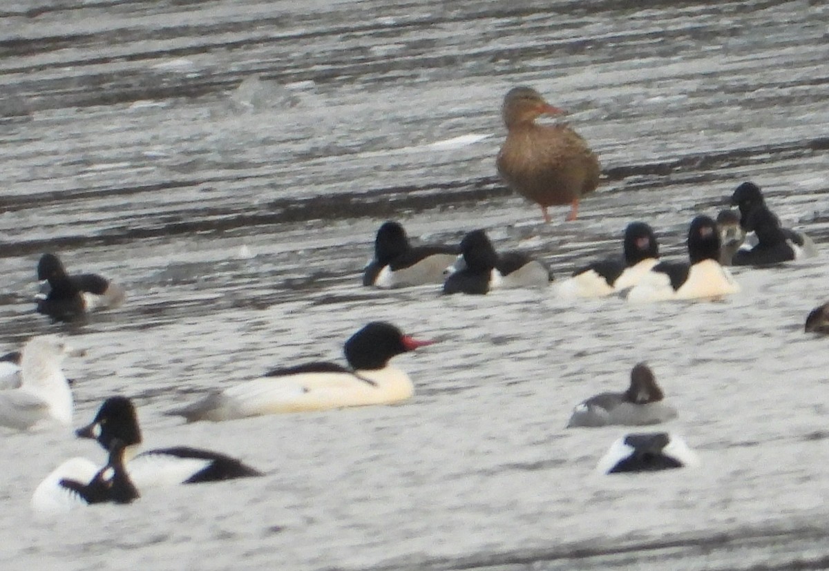 Ring-necked Duck - ML647508171