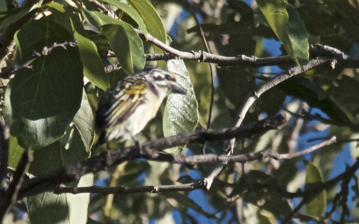 Yellow-fronted Tinkerbird - ML647508172