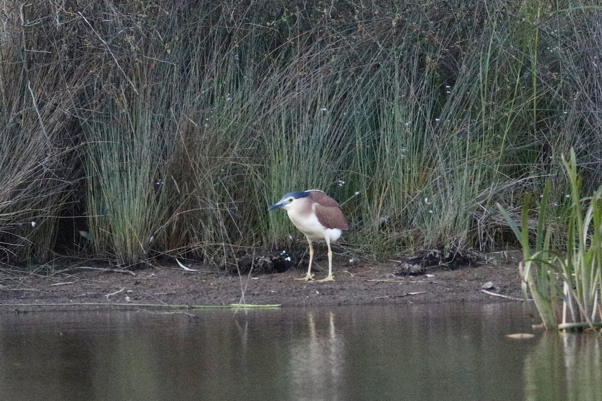 Nankeen Night Heron - ML647508174