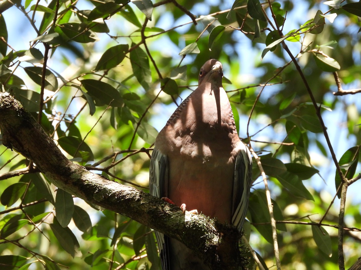 Paloma Picazuró - ML647508179