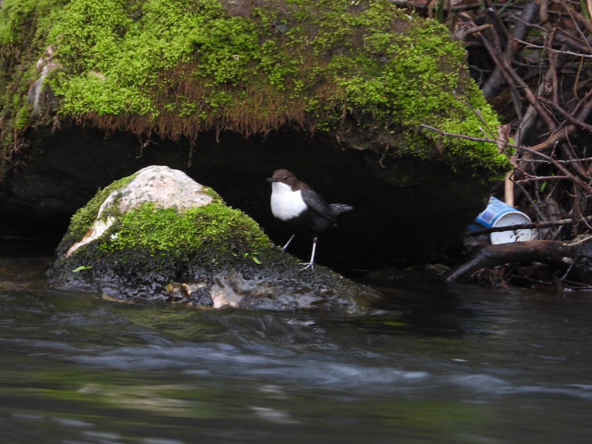 Пронурок біловолий - ML647508197