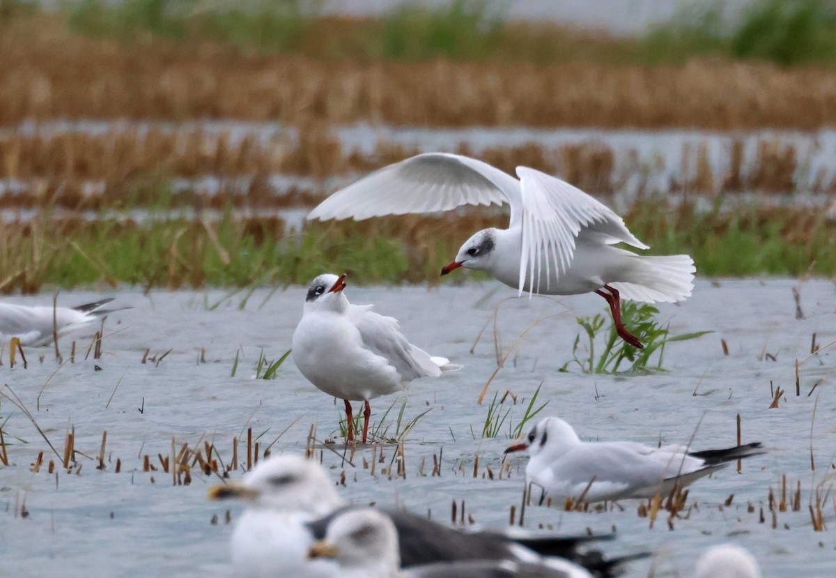 Mediterranean Gull - ML647508257