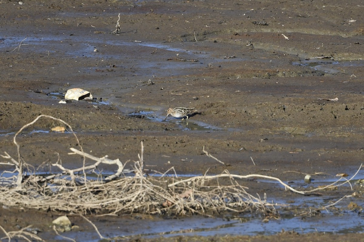 アメリカタシギ - ML647508265