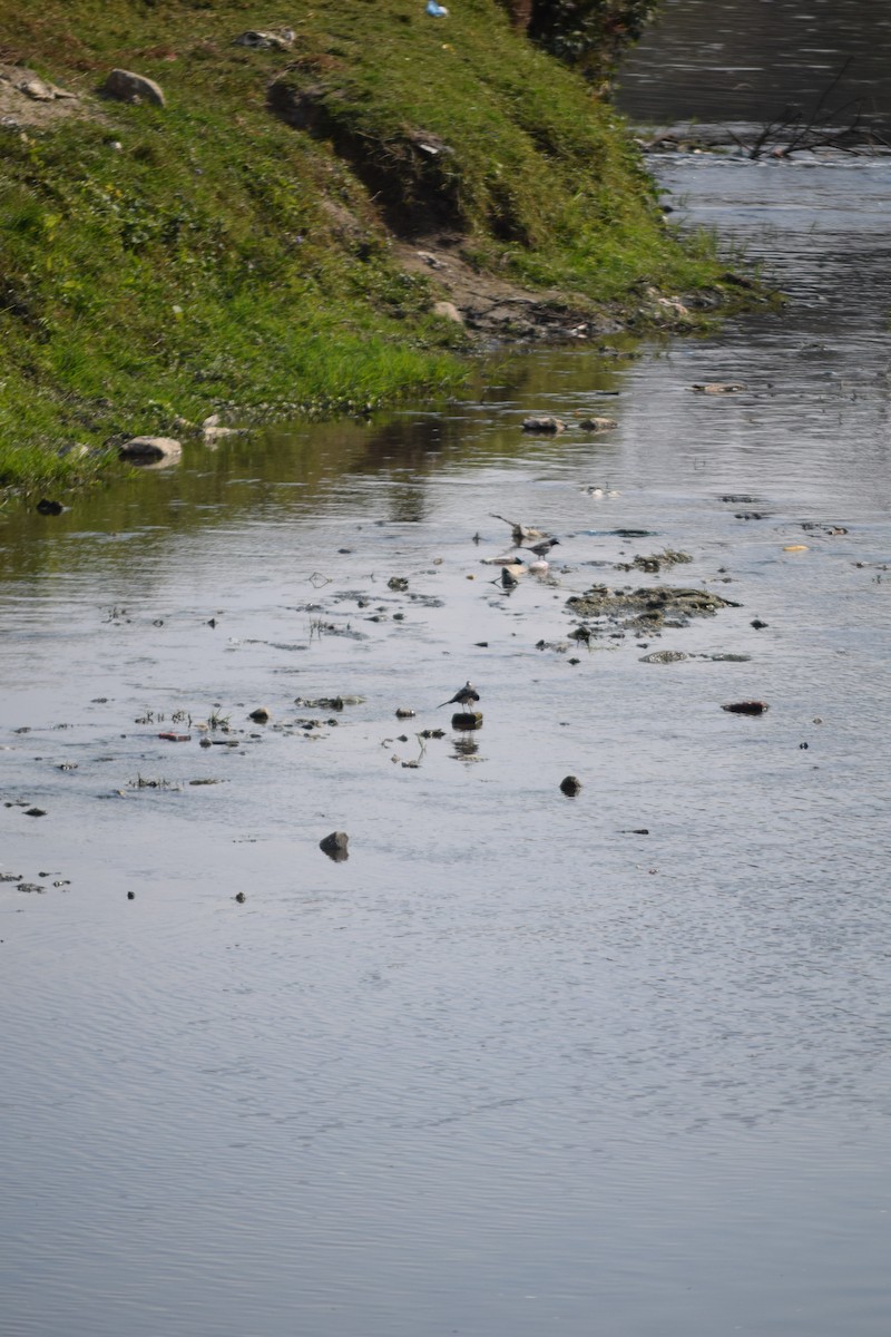 Weißbrauenstelze - ML647508272