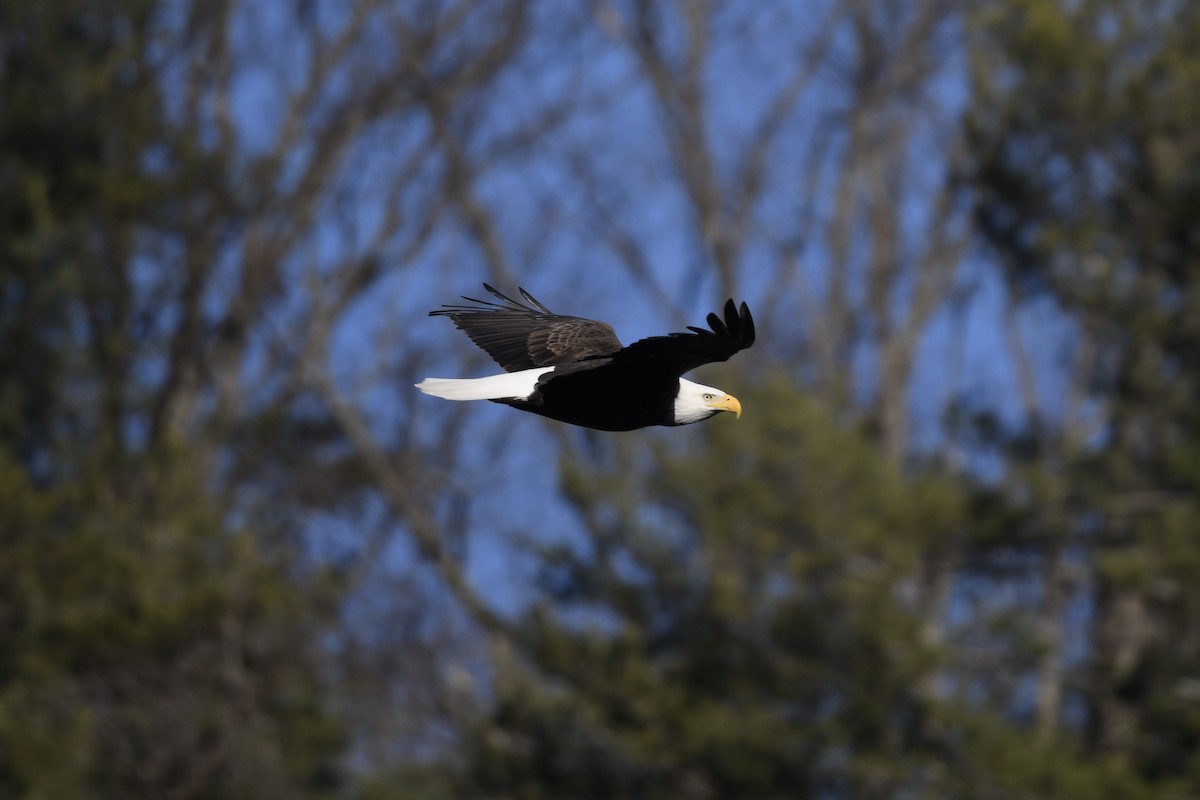 ハクトウワシ - ML647508273