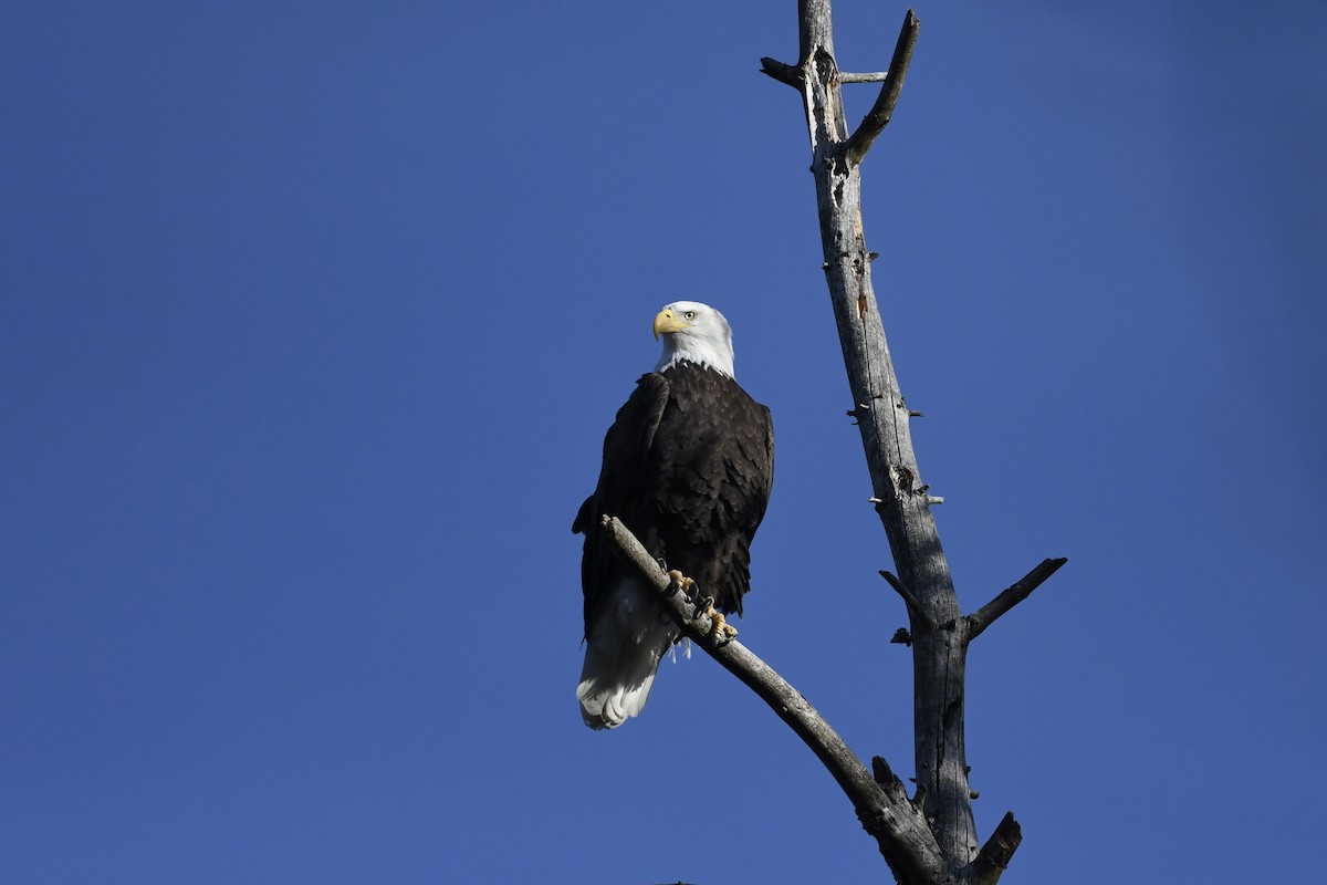 ハクトウワシ - ML647508274