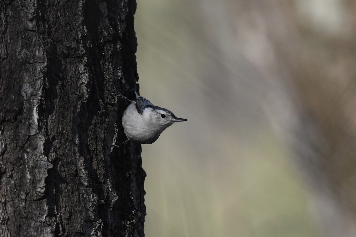 ムナジロゴジュウカラ（carolinensis） - ML647508282