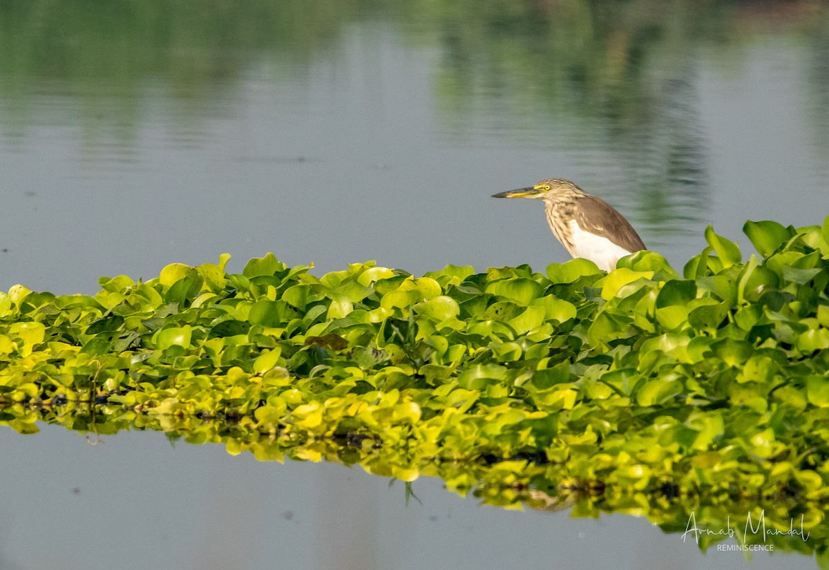 Indian Pond-Heron - ML647508289