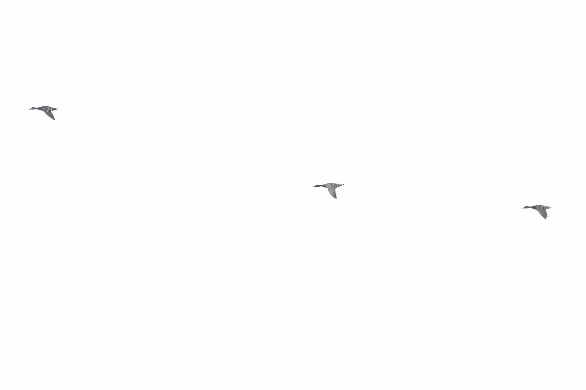 чайка sp. - ML647508291