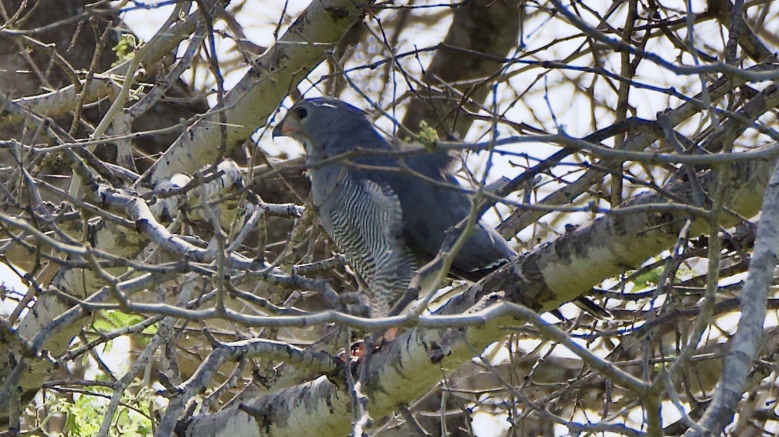 Lizard Buzzard - ML647508293