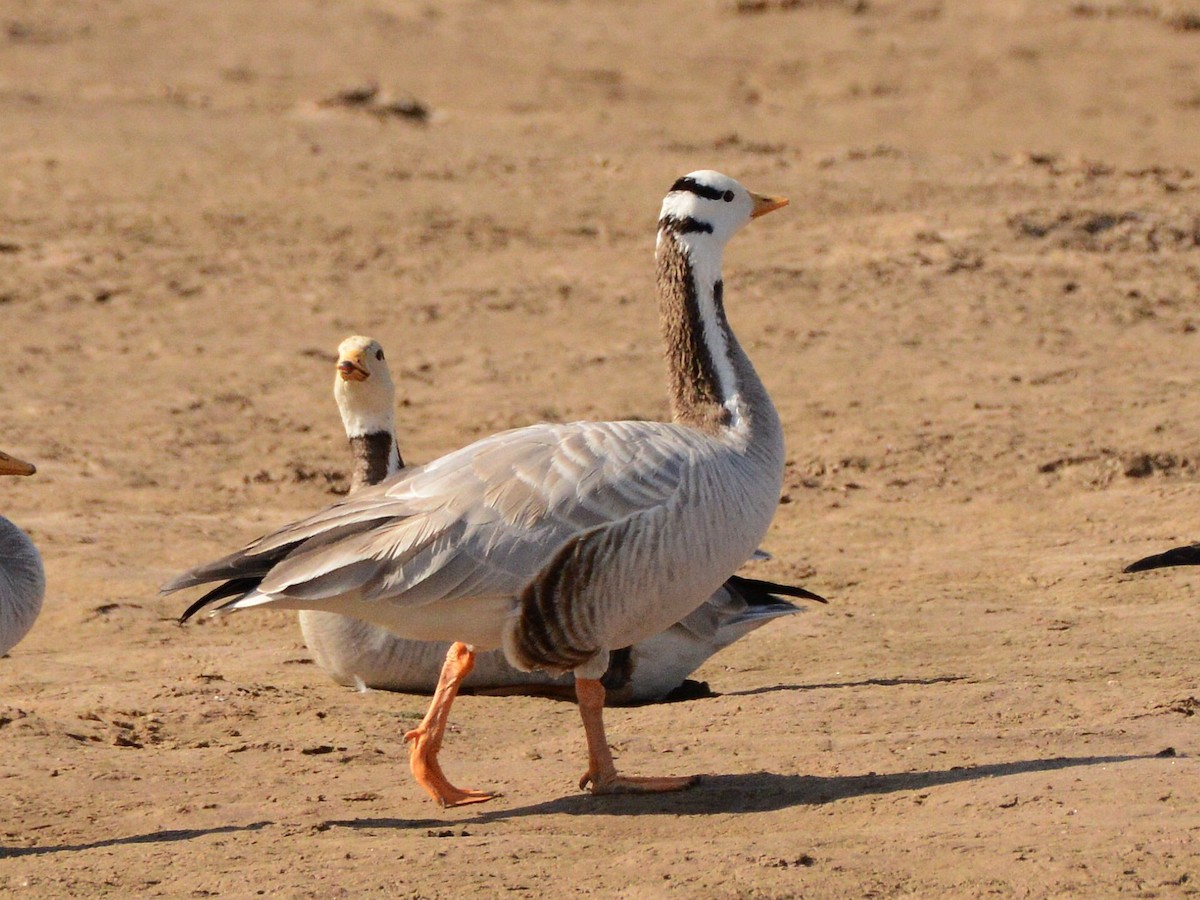 Oie à tête barrée - ML647508294