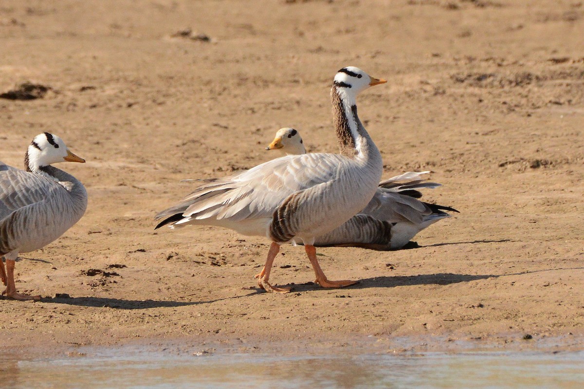 Oie à tête barrée - ML647508295