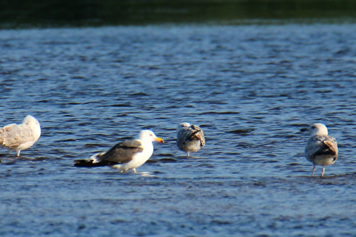 Gaviota Sombría - ML647508299