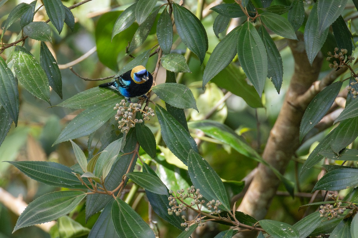Golden-hooded Tanager - ML647508307