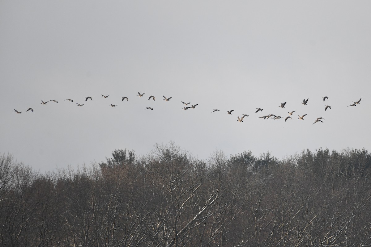 Barnacla Canadiense Grande - ML647508308