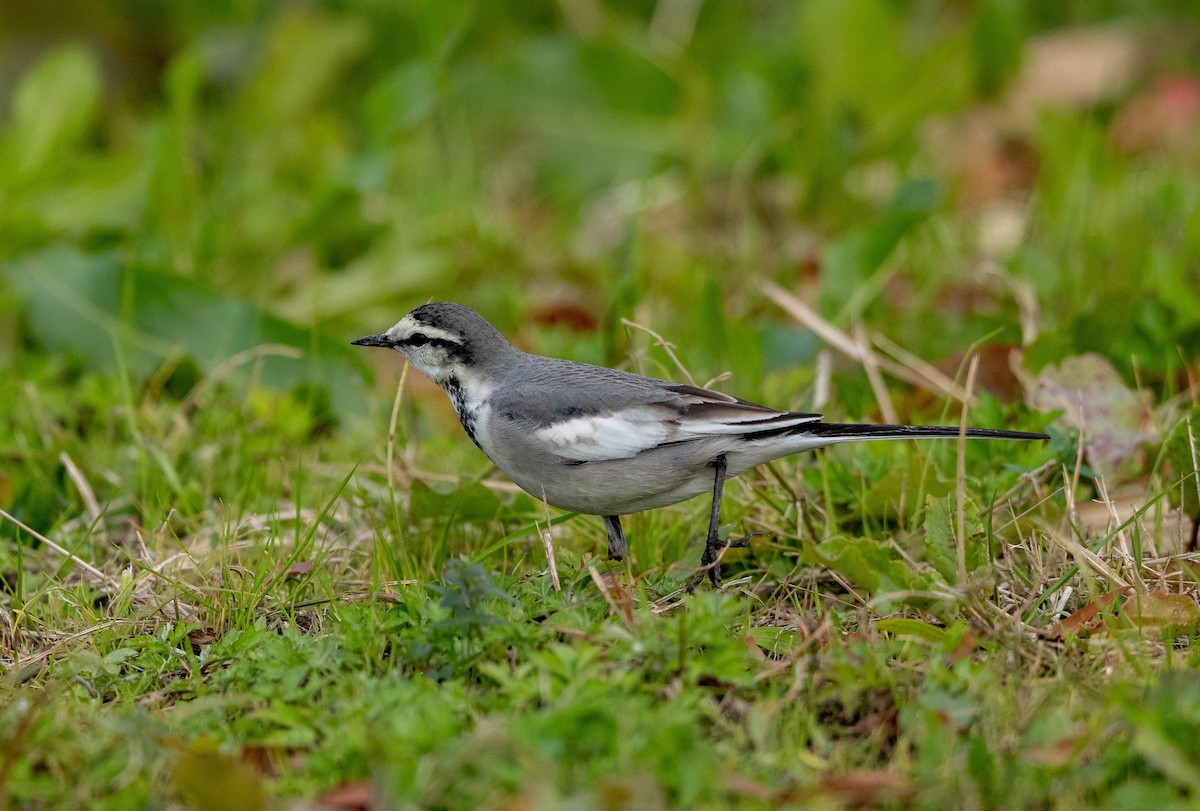 White Wagtail - ML647508310
