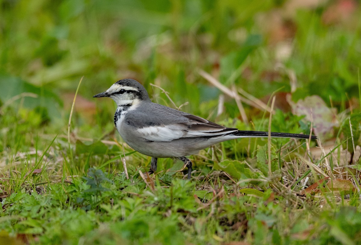 White Wagtail - ML647508311