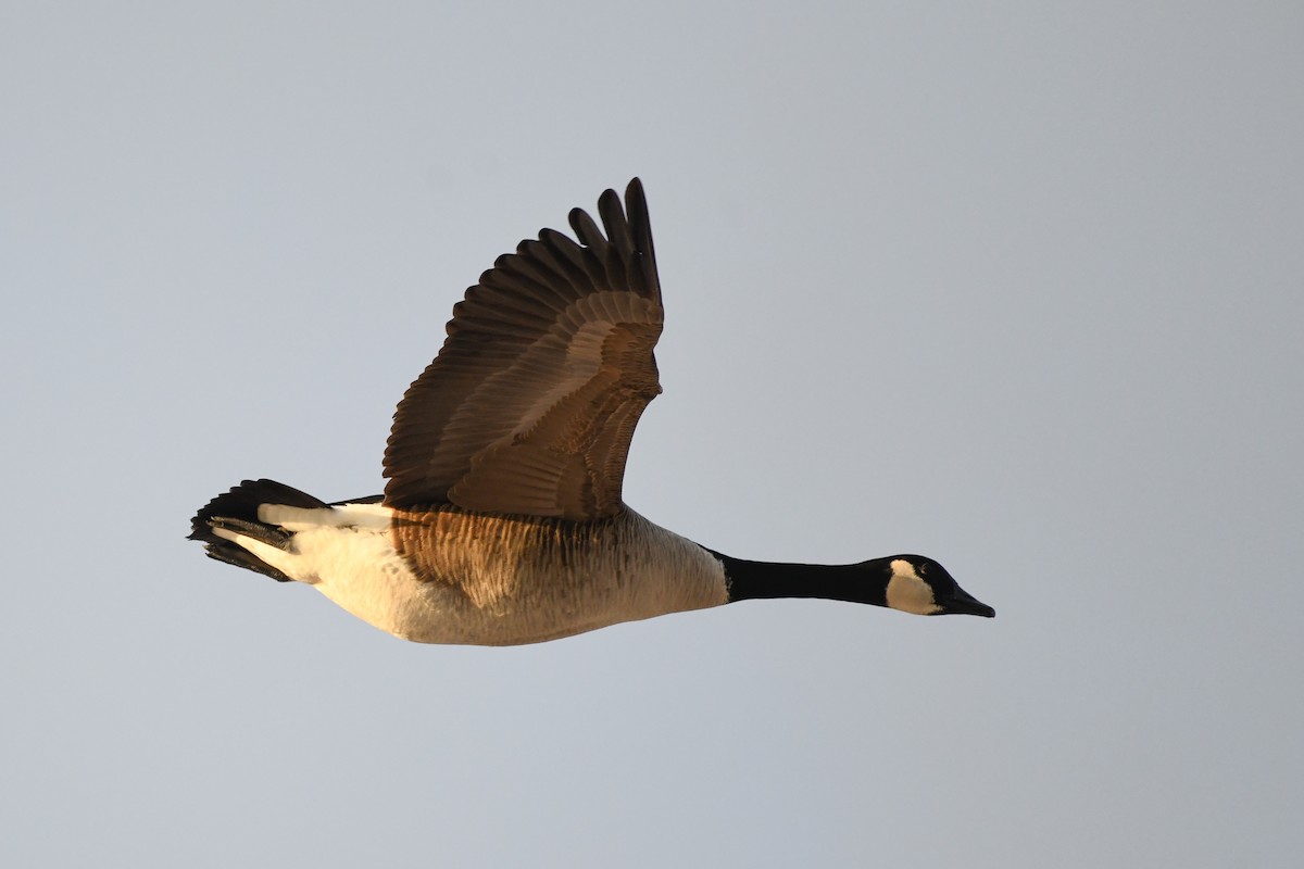 Barnacla Canadiense Grande - ML647508312