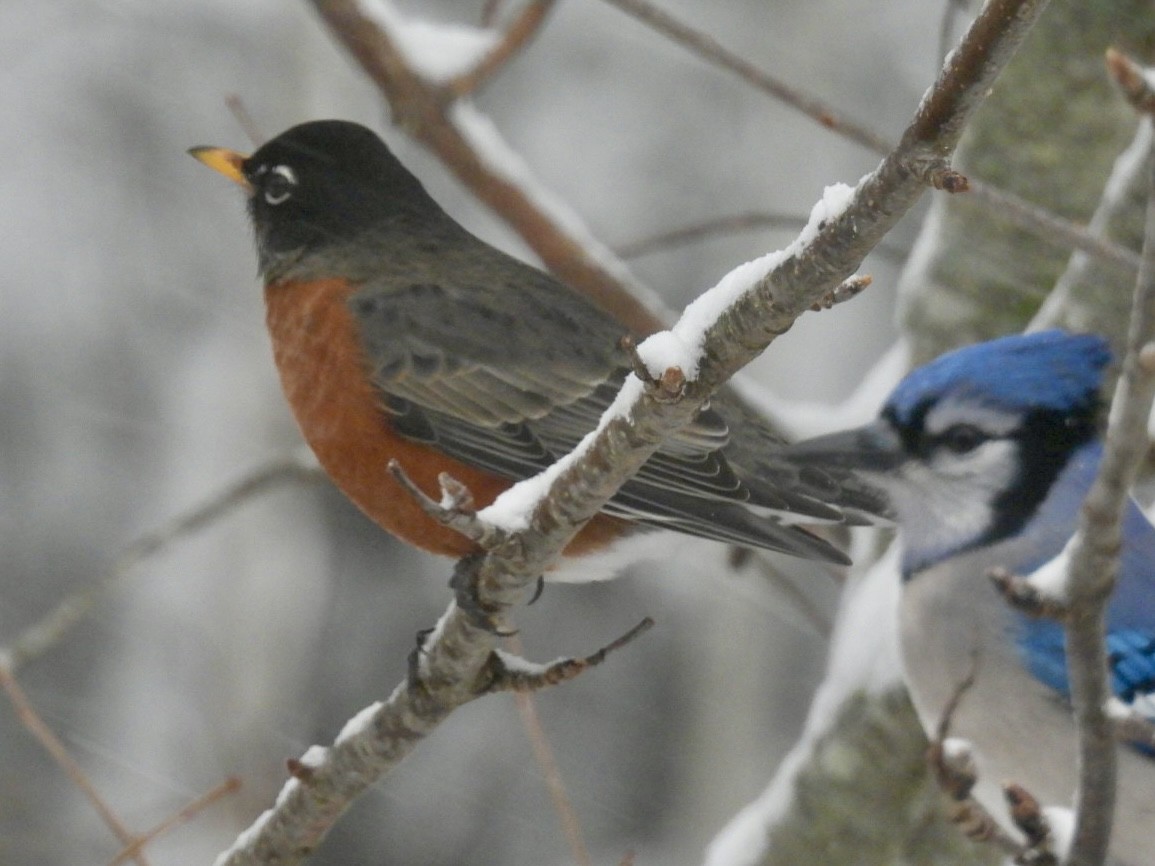 Göçmen Ardıç - ML647508314