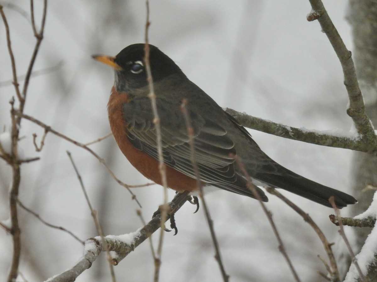 Göçmen Ardıç - ML647508315