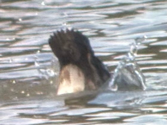 コスズガモ - ML647508336